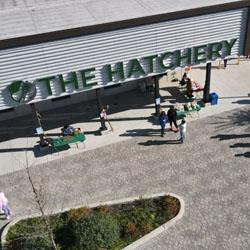 the_hatchery-250x250-1