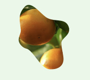 shape-ts-food-citrus-grn