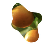 shape-ts-food-citrus